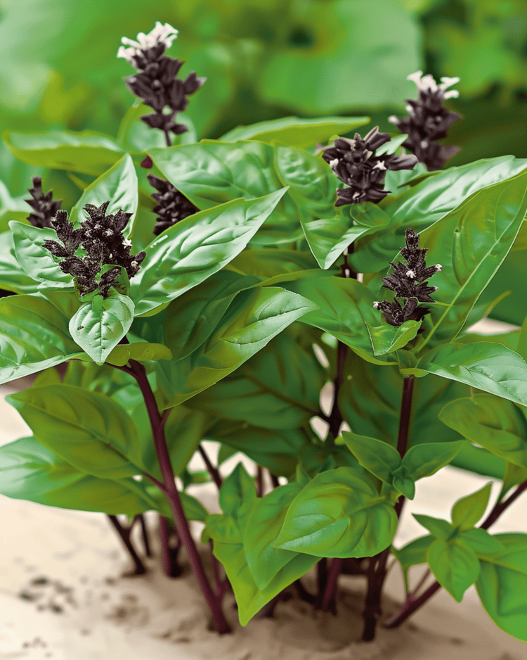 Thailändsk basilika (Ocimum basilicum) odlad från frö — en enkel ört för nybörjare