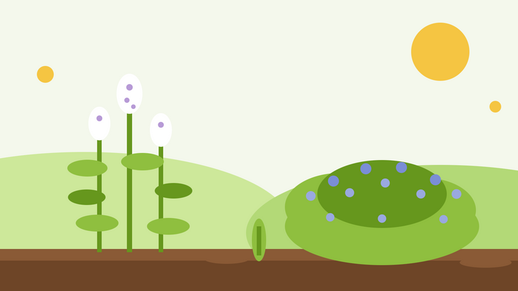 Kattört vs kattmynta — platt illustration som jämför den höga, vitblommande Nepeta cataria med en låg kuddväxt av blåblommande kattmynta