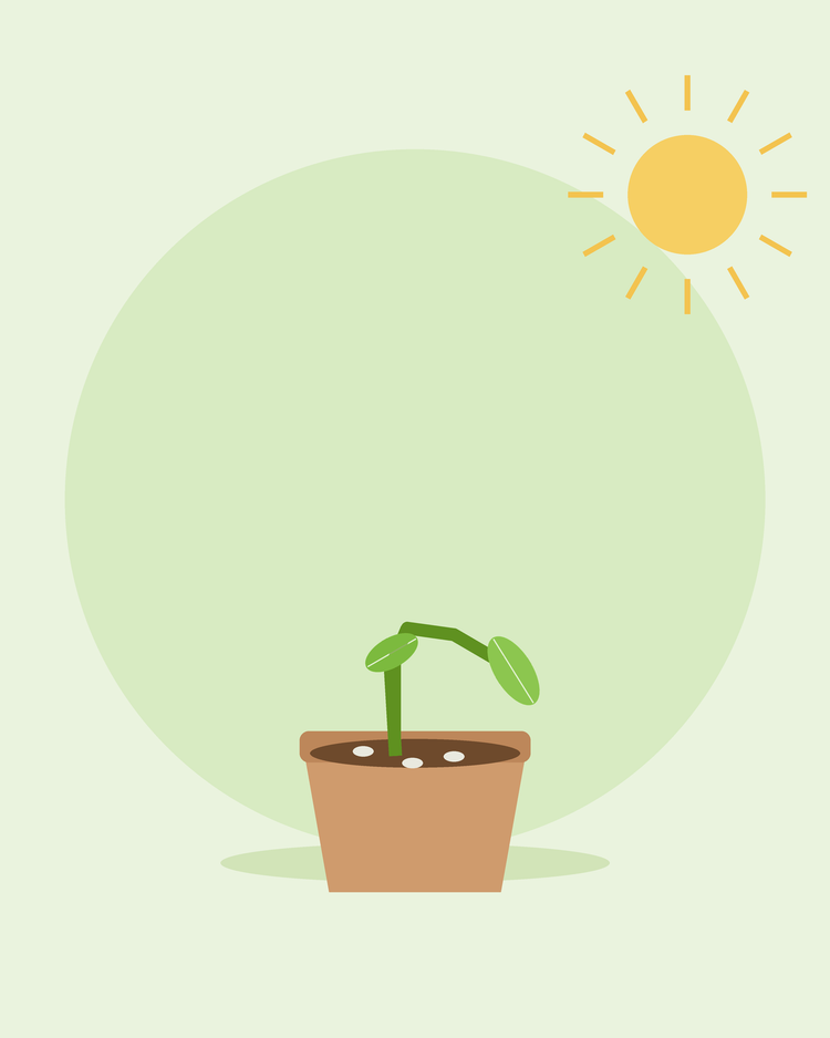Platt illustration av en planta som fallit ihop vid basen i en kruka med mögel på jorden — rotdöd och svampsjukdomar, från SeedsChoice