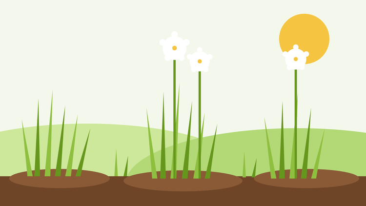 Odla kinesisk gräslök från frö — platt illustration av vitlöksgräslök med platta, bandlika blad och vita stjärnformade blommor
