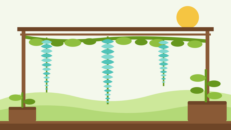 Odla jadeklängväxt från frö — platt illustration av en pergola med långa turkosa Strongylodon macrobotrys blomklasar hängande från en lövrik klätterväxt