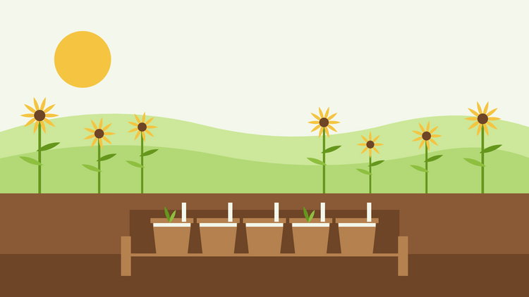 Odla perenner från frö — platt illustration av terrakottakrukor med sådda frön och grustopping i en träram, med röda rudbeckior bakom