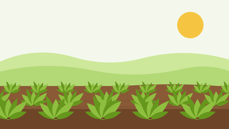 Hur man odlar spenat från frö — platt illustration av rader med bredbladiga spenatplantor som växer i mörk jord under en låg höstsol