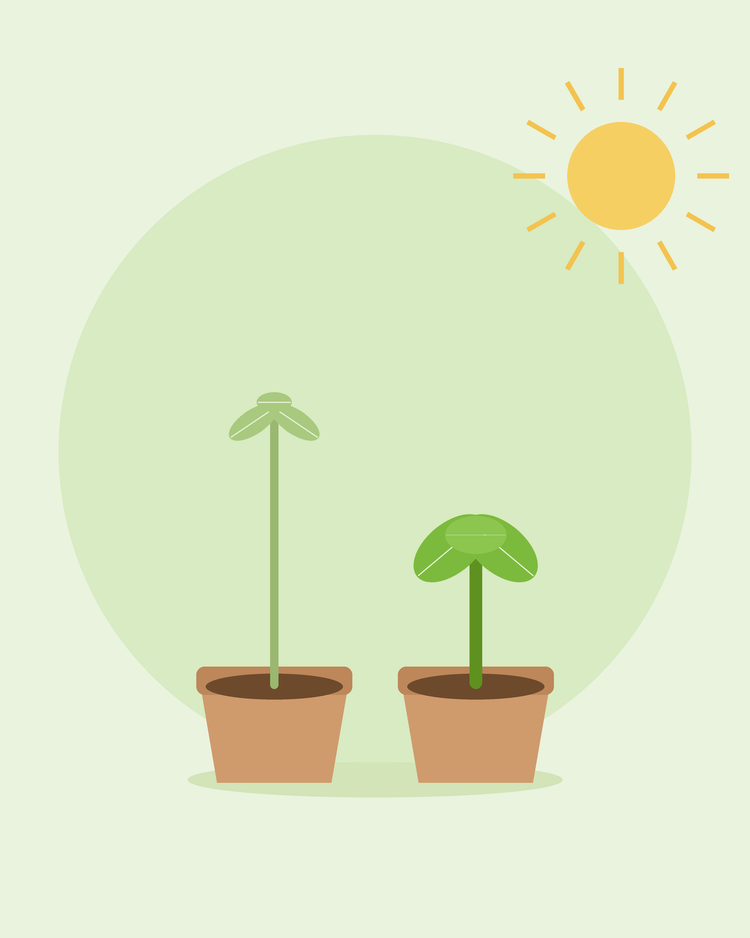 Platt illustration som jämför en lång, spinkig planta med en kort, kraftig planta i krukor — åtgärda svaga plantor, från SeedsChoice