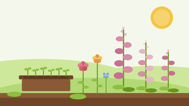Så fingerborgsblomma och tvååriga växter — platt illustration av en såbricka med gröna plantor bredvid rosa fingerborgsblomstjälkar, gyldenlack och Dianthus barbatus (sweet William) i en sommarträdgård, från SeedsChoice