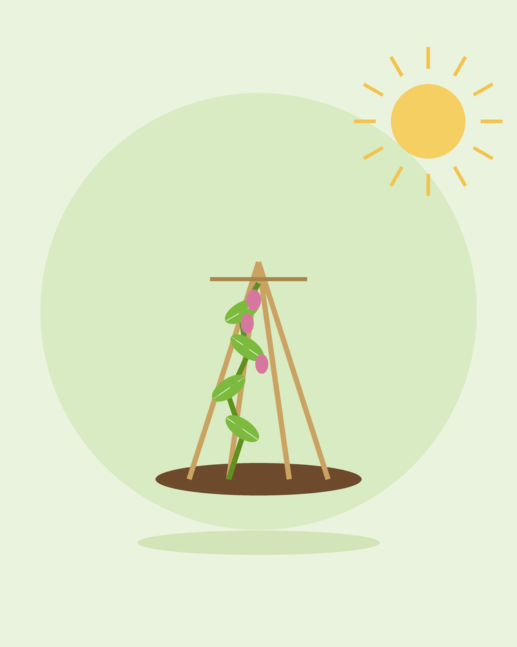Platt illustration av en klätterväxt som växer upp längs ett käppspjälverk — växtstöd och spaljéer, från SeedsChoice