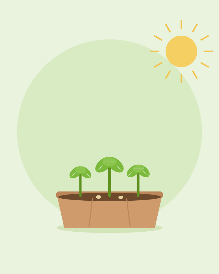 Platt illustration av ett såtråg med tre unga plantor i solen — odla från frö för nybörjare, från SeedsChoice
