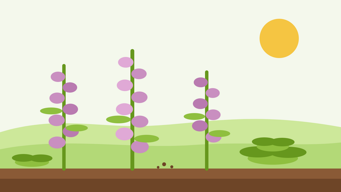 Är fingerborgsblomma tvåårig eller flerårig – platt illustration av tre fingerborgsblomma-ax i blom med en bladrosett i förgrunden