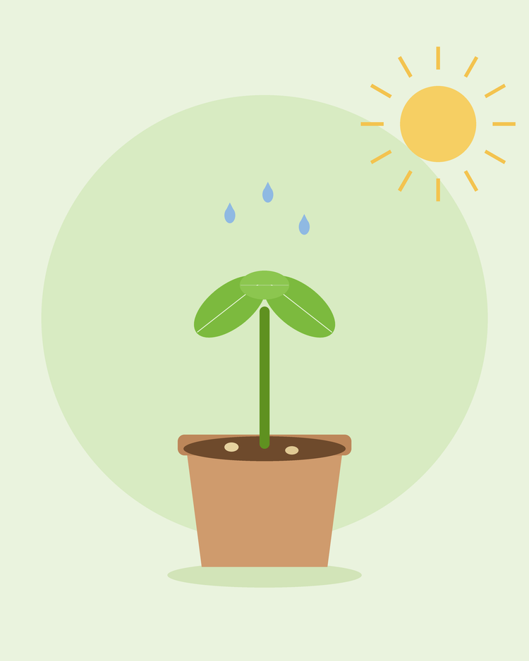 Platt illustration av en ung planta som gror i en blomkruka under solen med vattendroppar — gro frön från SeedsChoice