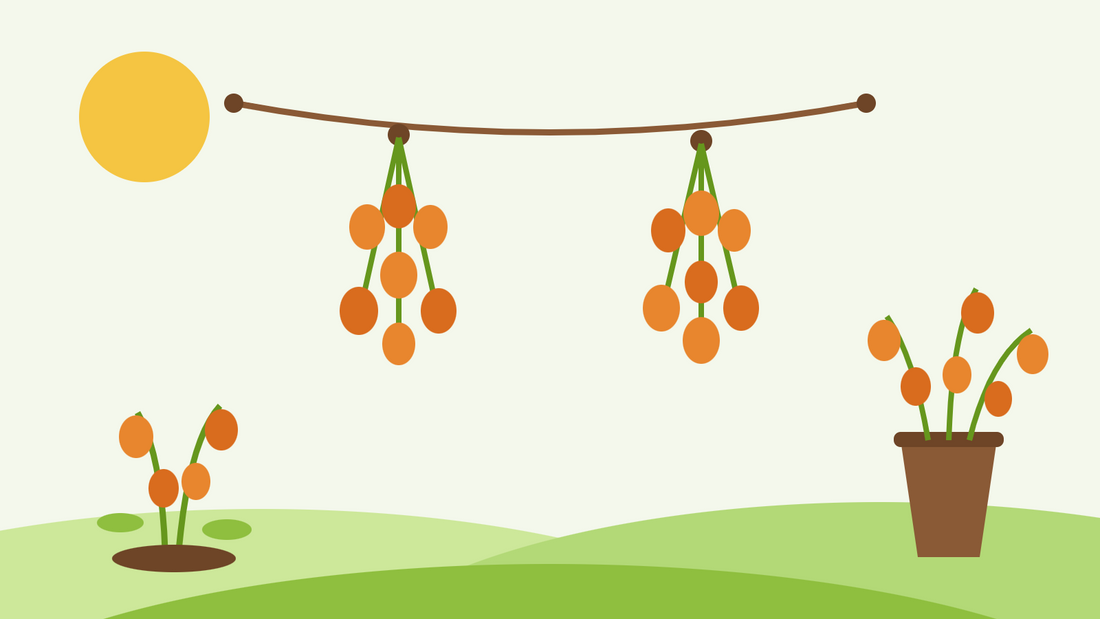Hur du torkar physalislyktor — platt illustration av orangea Physalis-hylsor som hänger i klasar på ett torksnöre bredvid en vas med torkade stjälkar