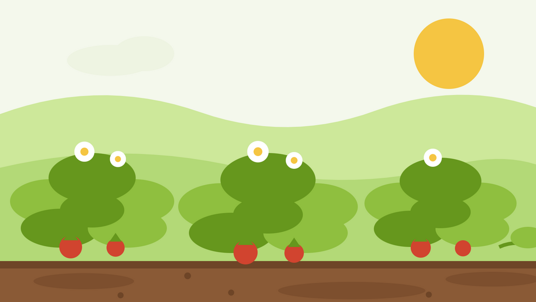 Odla smultron från frö — platt illustration av Fragaria vesca med vita blommor, små röda bär och en utlöpare över marken