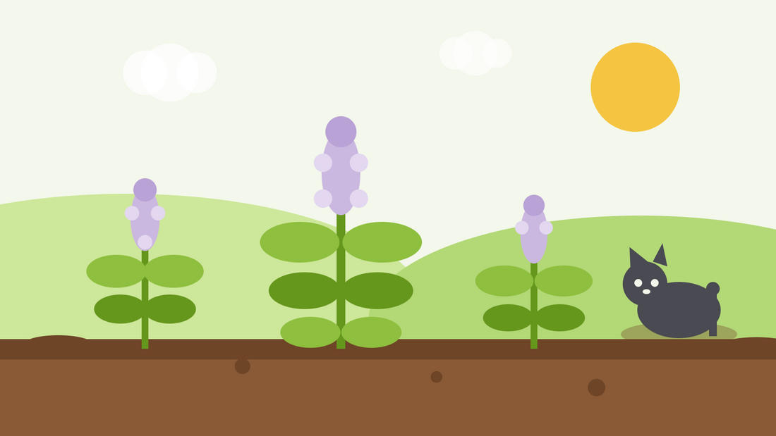 Odla kattmynta från frö — platt illustration av Nepeta cataria med mjuka lila blomstänglar och en katt som vilar bredvid dem i en solig rabatt