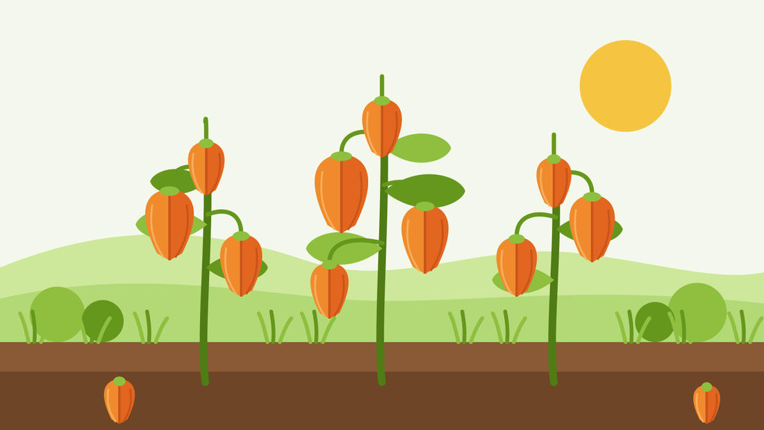 Odla lyktblåsa från frö — platt illustration av Physalis alkekengi med hängande orangefärgade, pappersliknande lyktor ovanför en rabatt