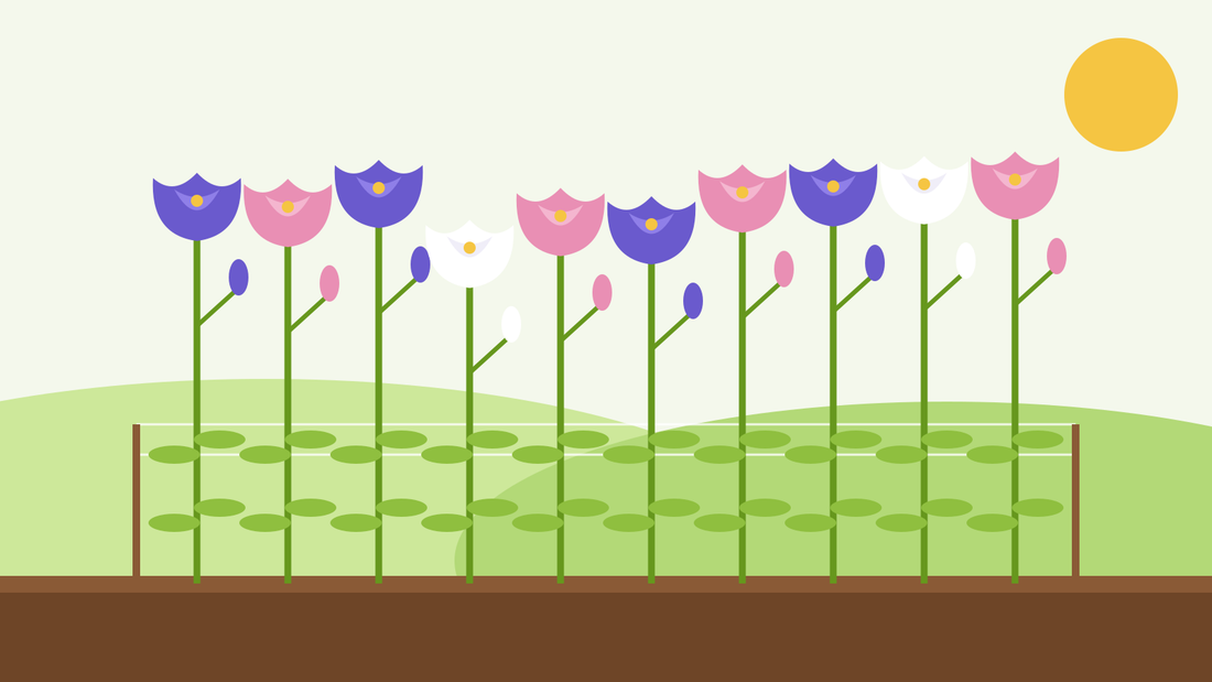 How to grow lisianthus from seed — flat illustration of blue, pink and white lisianthus flowers on tall stems growing up through support netting in a sunny bed
