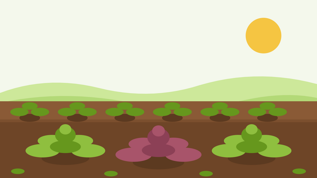 Odla senapsblad från frö — platt illustration av en köksträdgårdsrabatt med gröna och röda Brassica juncea-rosetter i rader under en klar sol