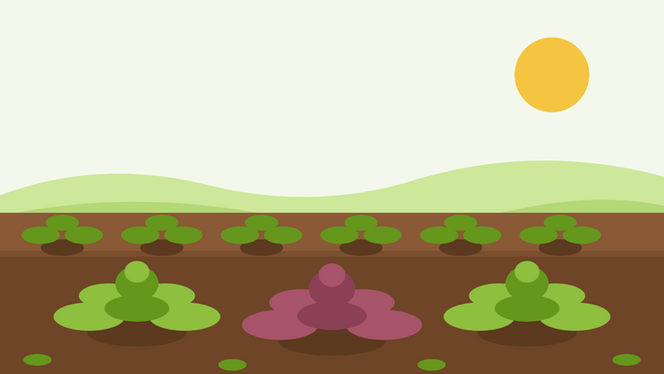 Odla senapsblad från frö — platt illustration av en köksträdgårdsrabatt med gröna och röda Brassica juncea-rosetter i rader under en klar sol