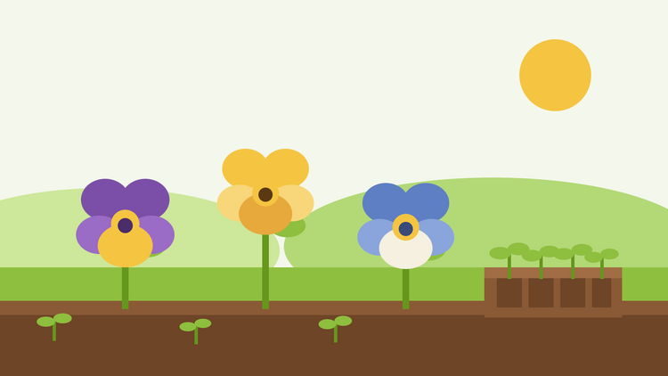 Odla penseer från frö — platt illustration av tre penséblommor i lila, gult och blått bredvid ett såningsfack med unga plantor