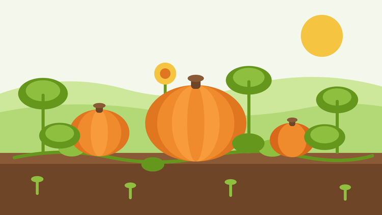 How to grow pumpkins from seed — flat illustration of ripe orange pumpkins and winter squash sitting on the soil among trailing vine leaves and a yellow flower