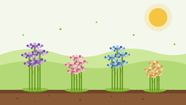 Hur man odlar havslavendel från frö — platt illustration av klasar med lila, rosa, blå och aprikos-färgade strandnellikeblommor på vingade stjälkar i en solig rabatt