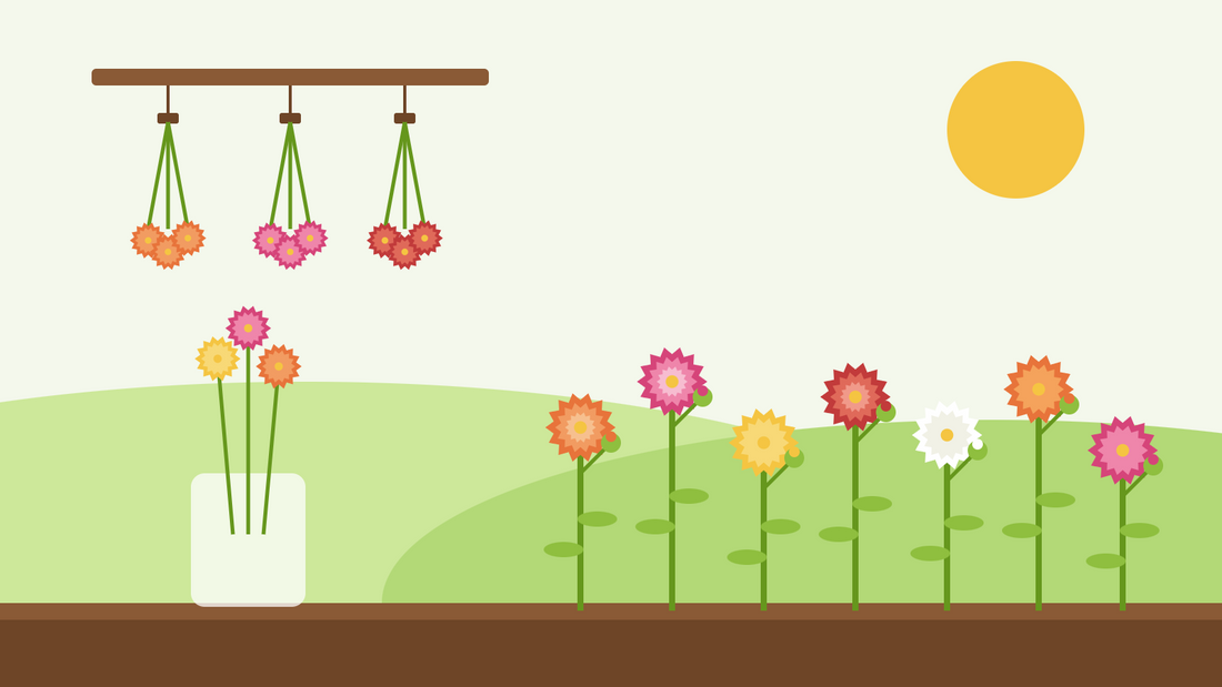 Så odlar du eterneller från frö — illustration i platt stil av färgglada eterneller i en solig rabatt, buketter som hänger upp och ned på tork och en burk med torkade blommor