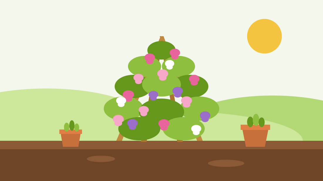 Hur man odlar luktärter från frö — platt illustration av ett spjälverk av käppar täckt av rosa, lila och vita luktärtsblommor med krukor med plantor bredvid