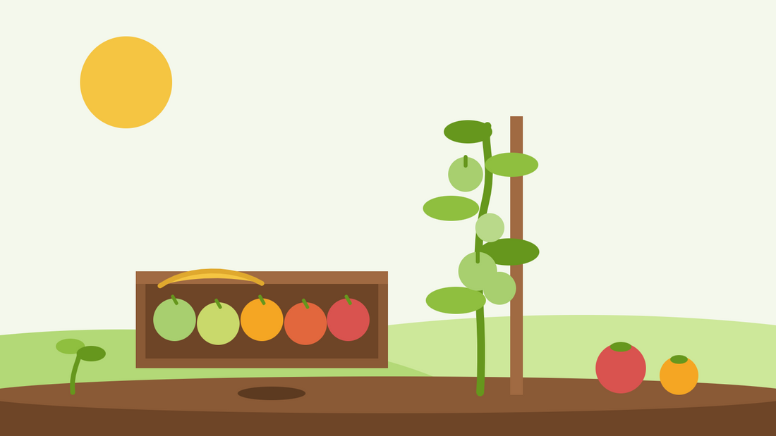 Hur man mogar gröna tomater — platt illustration av en träbricka med tomater som skiftar från grönt till rött med en banan, bredvid en uppbunden tomatplanta