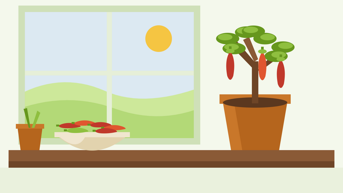 Hur man övervintrar chiliplanter — platt illustration av en beskuren chiliplanta i kruka på en fönsterbräda bredvid en skål med skördade röda chilifrukter