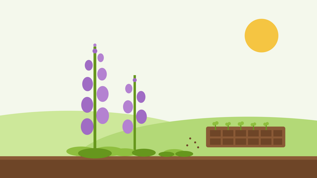Så fingerborgsblomma i september — platt illustration av lila fingerborgsblomstjälkar bredvid en pluggbricka med unga plantor under en låg sol