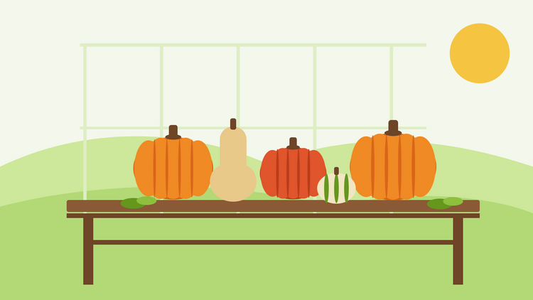 När du ska skörda pumpor — platt illustration av orange pumpor, en röd hokkaido och en butternut som härdas på ett träbord i ett växthus i höstsolen