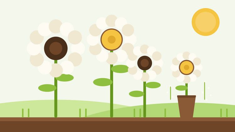 Vita solrosor för snittblommor — platt illustration av krämvita solrosor med mörka och gyllene mitten bredvid en vas i en trädgård