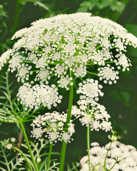 Toothpick The Giant frön ekologiska Ammi visnaga ettåriga blommor