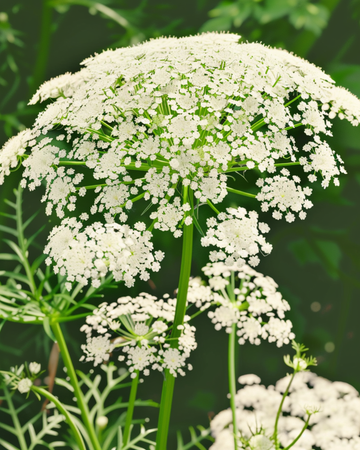 Toothpick The Giant frön (Ammi visnaga) – ekologisk ettårig blomma
