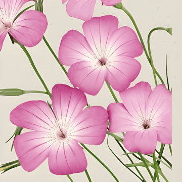 Klätt Milas frön (Agrostemma githago) – ekologisk ettårig blomma