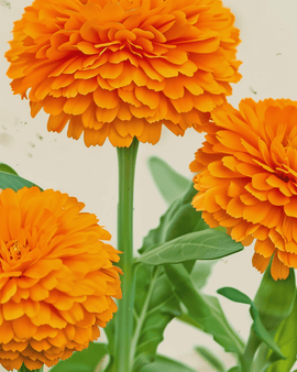 Ekologiska ringblommafrön Calendula officinalis ettåriga bollar orange