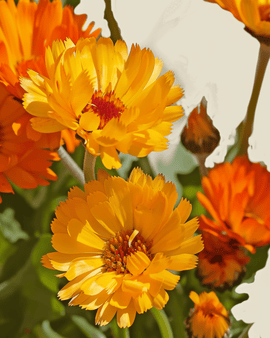 Ekologiska ringblommafrön Calendula officinalis Pacific Beauty ettårig