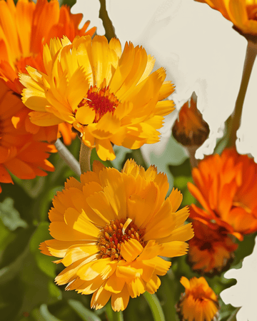 Ringblomma Pacific Beauty frön (Calendula officinalis) – ekologisk ettårig blomma