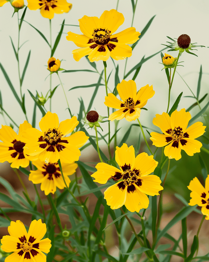 Tall Mixed Double Butter Daisy-frön (Coreopsis tinctoria) – ekologisk ettårig blandning
