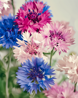 Blåklint blandade frön ekologisk Centaurea cyanus ettårig