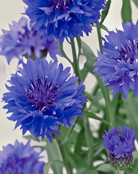 Ekologiska blåklintfrön Centaurea cyanus Blue Ball ettårig