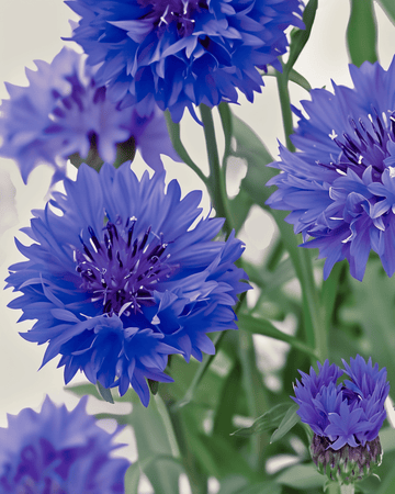 Blåklint Blue Ball frön (Centaurea cyanus) – ekologisk ettårig blomma