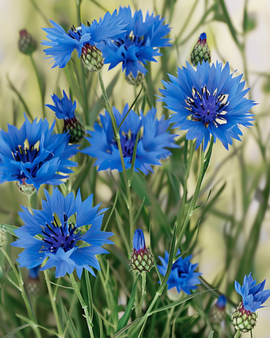 Vild blåklint frön ekologisk Centaurea cyanus ettårig blomma