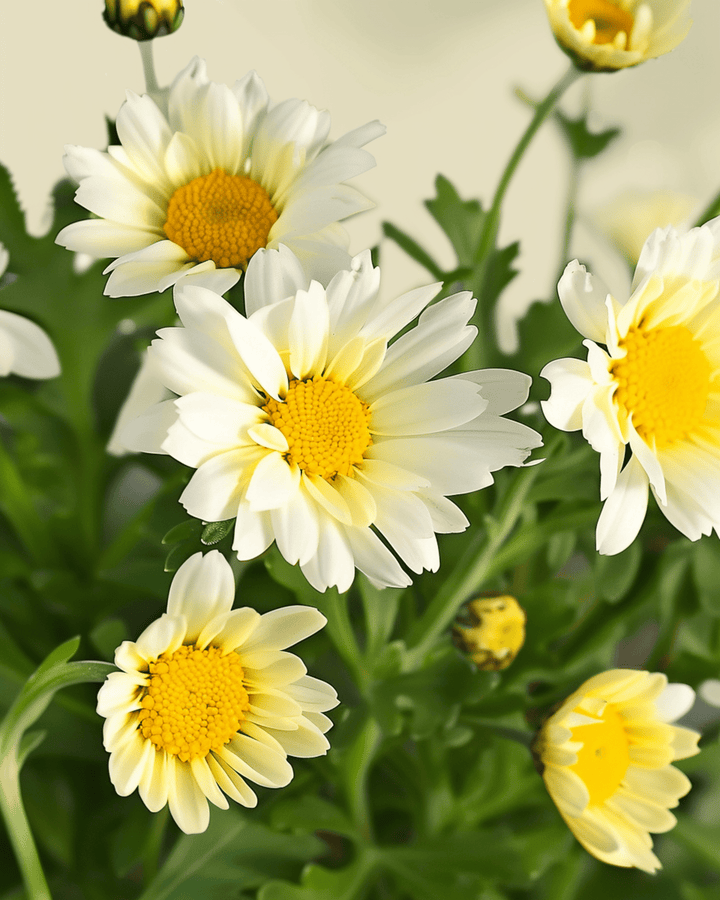 Mixed Single Flowered-frön (Chrysanthemum coronarium) – ekologisk ettårig blomma