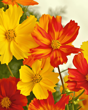 Bright Lights frön (Cosmos sulphureus) – ekologisk ettårig blandning