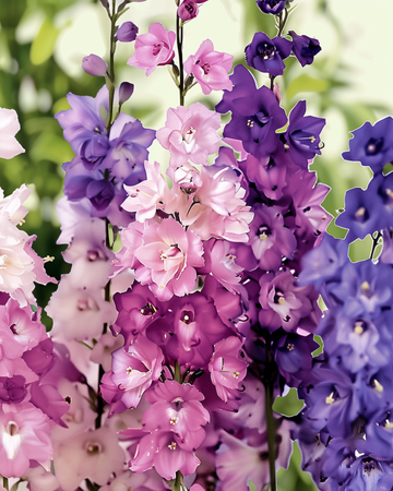 Riddarsporrefrön Imperial Mix (Delphinium consolida) – ekologisk ettårig blomma