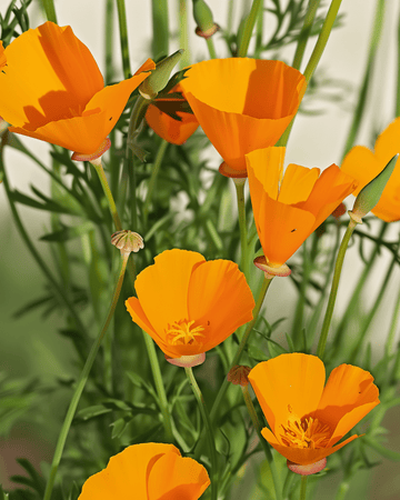 Aurantiaca Yellow-frön (Eschscholzia californica) – ekologisk ettårig blomma