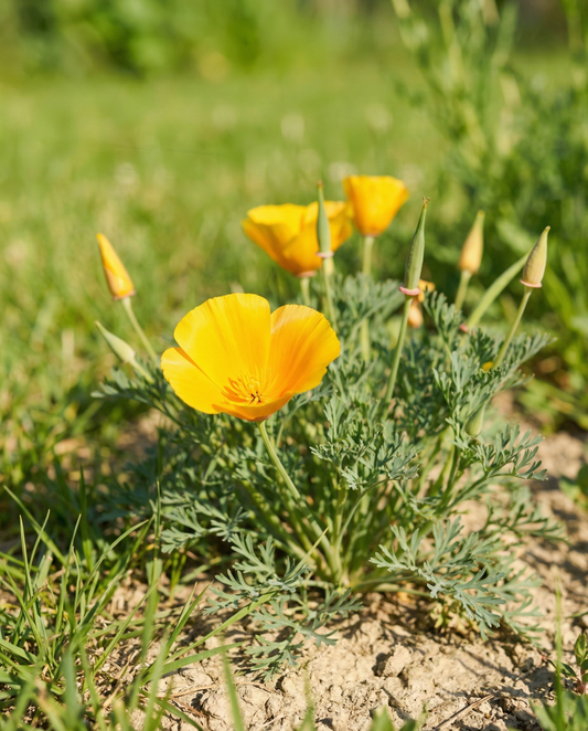 Aurantiaca Yellow (Eschscholzia californica) – ekologiska ettåriga blomsterfrön från SeedsChoice