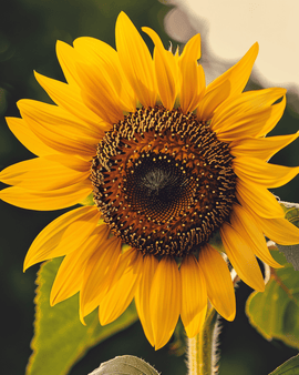 Solrosfrön Single Giant ekologiska Helianthus annuus ettåriga