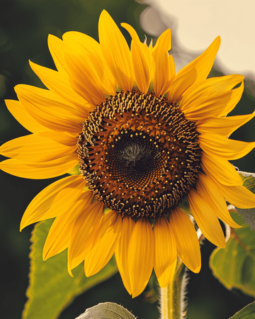 Solrosfrön Single Giant (Helianthus annuus) – ekologisk ettårig blomma