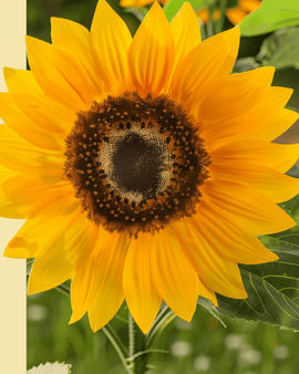 Dvärgsolrosfrön ekologisk Helianthus annuus ettårig Sunspot