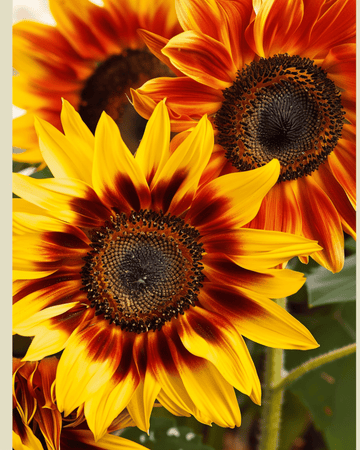 Solros Compact Spray frön (Helianthus annuus) – ekologisk ettårig blomma